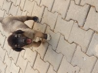 Karabaş kurtboğan ırkı köpeğimiz