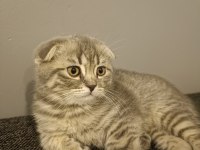 Güzel scottish fold kızım yeni yuvasını arıyor
