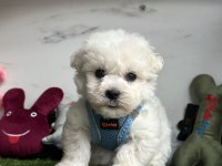 MALTESE TERRİER YAVRULARI