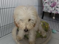Toy poodle 5 aylık köpeğimiz