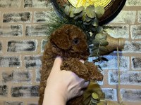 Toy poodle 75 günlük