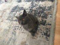Kızımın alerjisi olduğu için british shorthair
