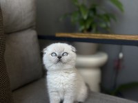 SCOTTISH FOLD BLUE POİNT YAVRULARIMIZ