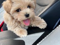 Maltipoo bebeklerimiz