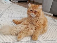 Kedimiz Dumanıma Eş Arıyorum