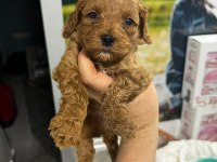 Oyuncak gibi poodle bebeklerimiz