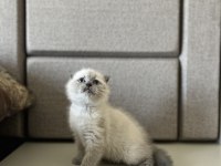 SCOTTISH FOLD BLUE POİNT YAVRULARIM 