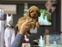 Poodle Prensesler