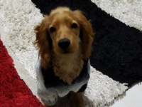 6 aylık ingiliz cocker