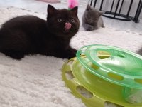 Uyguna kakao bebek british shorthair