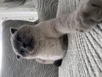 Scottish fold kedim oscar