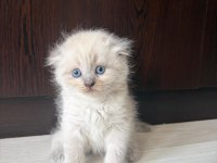 Scottish fold yavrularımız