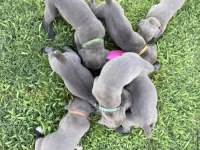 Cane corso bebekler