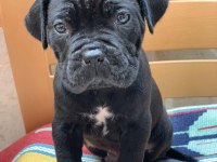 CANE CORSO YAVRULAR