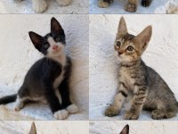 2 AYLIK KEDİLERİMİ SAHİPLENDİRMEK İSTİYORUM