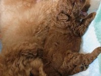 Toy Poodle Cins Köpeğimiz