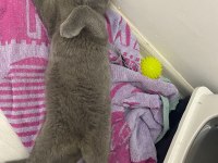 3 aylık erkek scottish fold