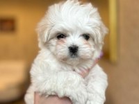 GERÇEK MALTESE BEBEKLER