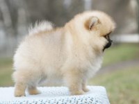 Secereli Irk Garantili Pomeranian Boo Teddy Bear