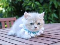 Safkan blue golden yavru kedimiz