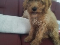 Aşıları yapılmış 3.5 aylık poodle
