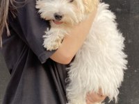 Maltese terrier 2 buçuk yaşında