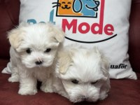 Tea cup maltese terrier yavrular ziyarete açık