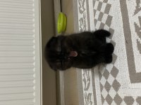 1 buçuk aylık scottish fold kedimizin yavrusu