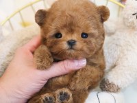 EN AKILLI VE TATLI TOY POODLE BEBEKLERIMIZ