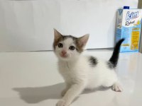 MİNİ MİNİ TEKİR KEDİLER YENİ SICAK YUVALARINI ARIYORUZ