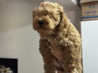 Wc eğitimli maltipoo yavrularımız