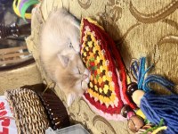 Saf kan Golden British Shorthair Ny12 Yavrular(WCF)
