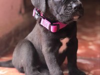 Dev Cane Corso Yavrular