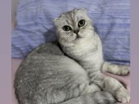 Dişi Güzel Scottish Fold Kızım