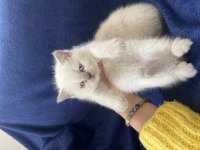 Safkan çok sağlıklı aile ortamından yavru kediler