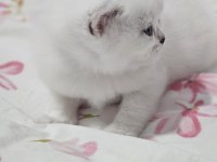 Safkan British Shorthair Kardeşler