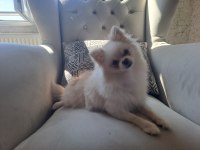 MİNİK POMERANİAN AYI SURATLARIMIZ