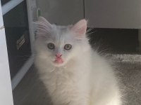 Birtish shorthair erkek