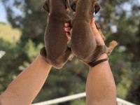 A Kalite King Doberman Yavruları Hazır