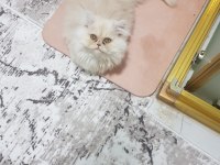 Tüy yumağı chinchilla kedisi bebekler