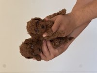 A kalite orjinal sağlıklı poodle