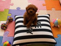Garantili Ev Üretimi Wc Eğitimli Toy Poodle