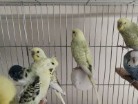 Muhabbet kuşları ister besleyin ister damızlık yapın