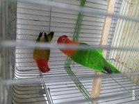 Green opalin green ewening