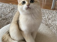 Safkan British Shorthair Golden erkek yavru