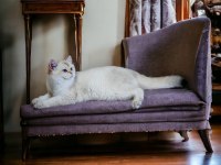 British shorthair şecereli oğlumuz owen