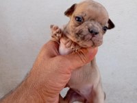 French bulldog köpekler