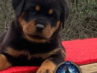 A Şecere Rottweiler TR Şampiyonu Yavrular 4 Dişi Ve 1 Erkek
