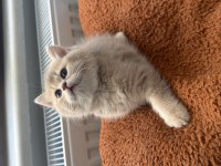 Muhteşem anne babadan british shorthair yavrular