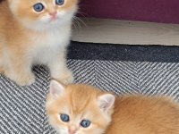 Muhteşem Golden British shorthair yavrular